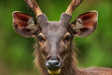 Naklejka na ściany i meble Portrait of a sambar stag looking at the camera.
