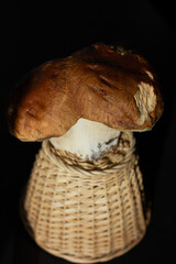 Porcini. Mushroom close up. Big mushroom