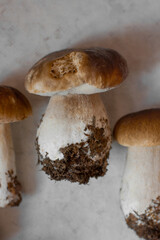 Porcini. White Mushrooms close up. Big mushrooms