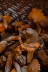 Porcini. White Mushrooms close up. Big mushrooms