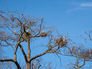 Stork nest in the trees.
