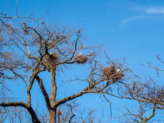 Stork nest in the trees.