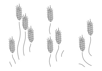 Wheat spikelets outline style isolated on white background. Cereals simple  image for bakery, organic food emblem, eco design, baked goods, craft beer logo or other use. Vector illustration. Set. 