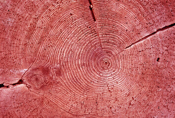 Tree annual rings texture in red tone