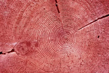 Poster de jardin Rouge 2 Texture des cernes annuels des arbres dans les tons rouges
