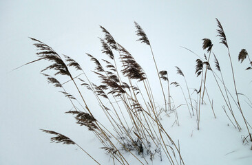 Reeds on snow background.