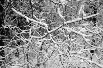 Winter forest covered with snow. Black and white