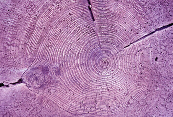 Tree annual rings texture in violet tone