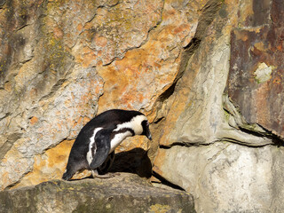 Penguins on the rock. Penguins on the rocks.
