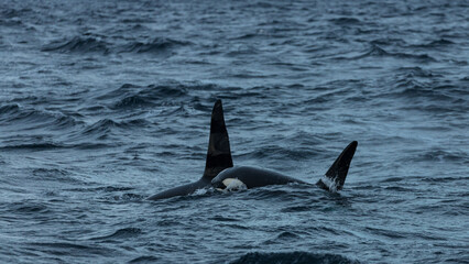 Naklejka premium Killer whales ( Orcinus orca ) feeding on herring, off the coast of Andenes, Norway during winter season 