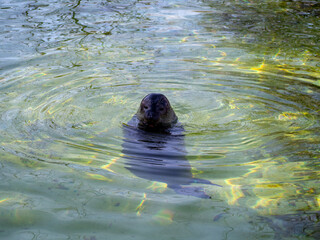 Seal on the water.