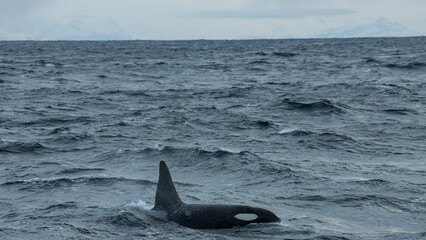 Naklejka premium Killer whales ( Orcinus orca ) feeding on herring, off the coast of Andenes, Norway during winter season 