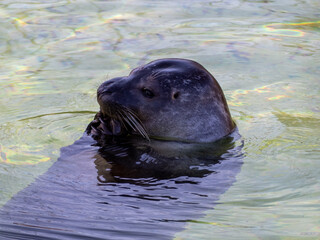 Seal on the water.