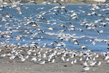 A large flock of flying seagulls on the ocean