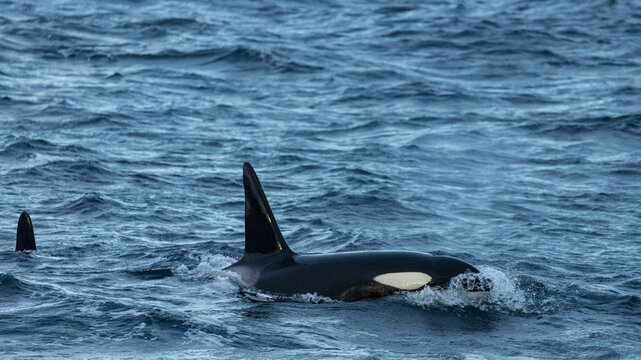 Killer whales ( Orcinus orca ) feeding on herring, off the coast of Andenes, Norway during winter season 