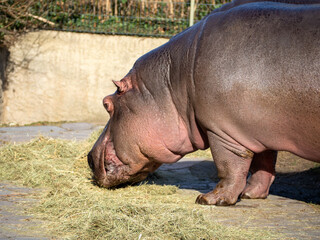 Hippo close up.