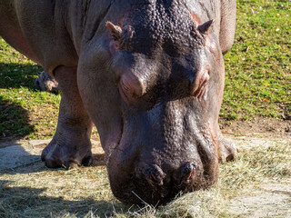 Hippo close up.