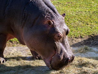 Hippo close up.