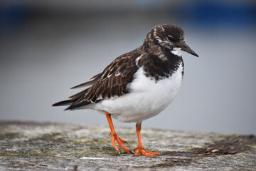 Ruddy turnstone	
