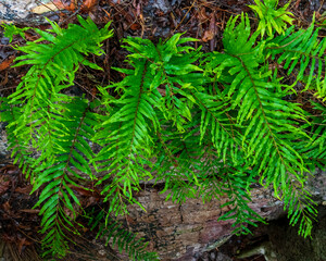 Green fern in the forest, Mount Nebo, Queensland, Australia 