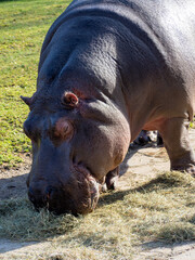 Hippo close up.