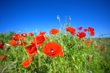Red poppies (Papaver rhoeas) close up in field with wide angle and blue sky, Netherlands