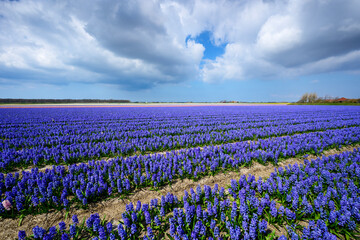 Hyacinth bulb field in spring at North holland, Netherlands.