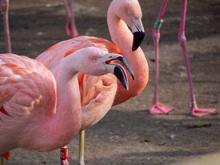 Pink flamingo close up. - Powered by Adobe
