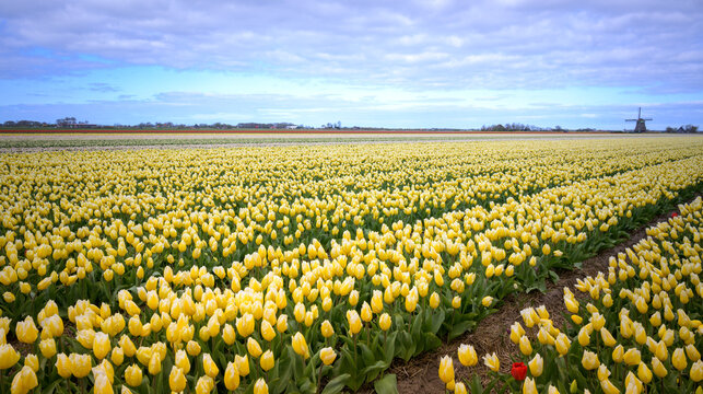 Yellow tulip field with typical Dutch windmill in background, North Holland, Netherlands.