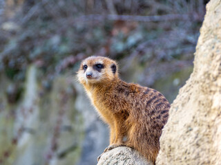 Meerkat family basking in the sun.