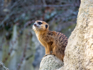 Meerkat family basking in the sun.