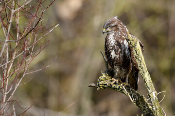 Common buzzard // Mäusebussard (Buteo buteo)