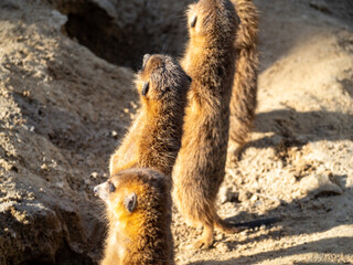 Meerkat family basking in the sun.