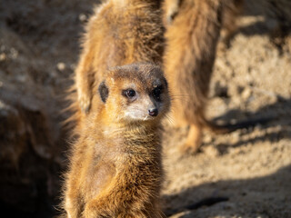 Fototapeta premium Meerkat family basking in the sun.
