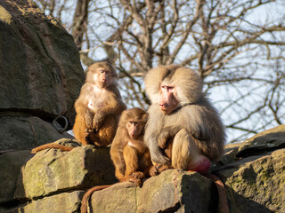 family of macaque monkeys on the rocks.