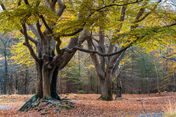 Beech forest with a very old tree at fall