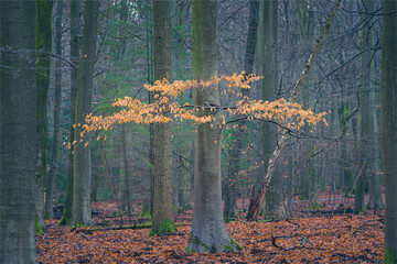 Branch with beech leaves on a tree in a forest of crooked tree trunks
