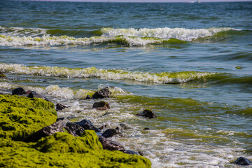 Stones covered with algae on the sandy beach of the sea in the bright sun and small waves