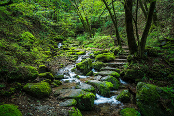 Fototapeta na wymiar 御岳山　御岳渓谷　ロックガーデン【東京都・青梅市】　The rock garden of Mt. Mitake is a famous natural tourist destination in Tokyo.
