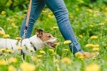 Woman walking with dog on leash in spring park among yellow dandelion flowers