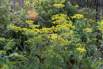 Fresh dill growing on the vegetable bed. Green plants in the garden, ecological agriculture for healthy food. Growing fresh herbs