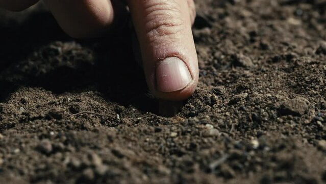 Hand is inserting a yellow corncob seed into the soil.