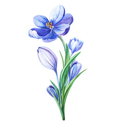 Obraz na płótnie Canvas Watercolor illustration with purple crocus or saffron on a white background