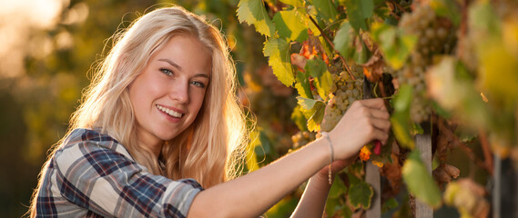 Woman picking grape during wine harvest in vineyard on late autumn afternoon