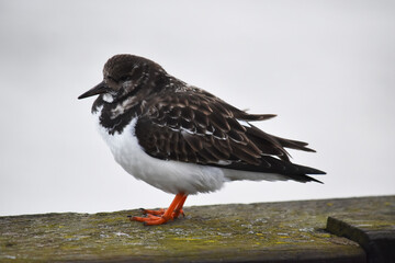 Ruddy turnstone