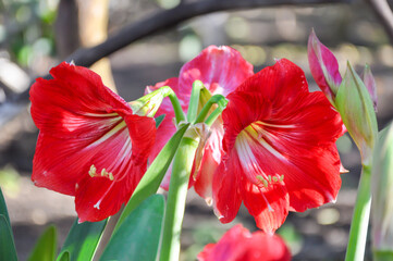 the flowers of the red Hippeastrum variety Leopold, a plant of the Amaryllis family, are perennial bulbous plants.