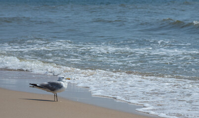 Seagulls on the sand of the sea beach in summer light. Creative natural background: seascape with seagulls