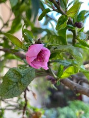 pink rose in the garden