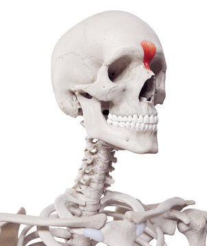 3d rendered medically accurate muscle illustration of the procerus