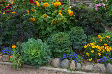 Luxurious heads of decorative cabbage on a flower bed
